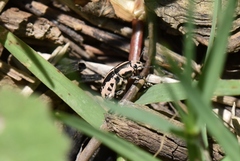 Eudiagogus rosenschoeldi