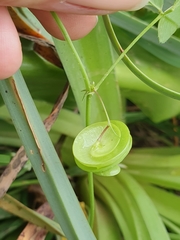 Medicago orbicularis