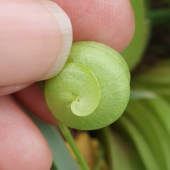 Medicago orbicularis