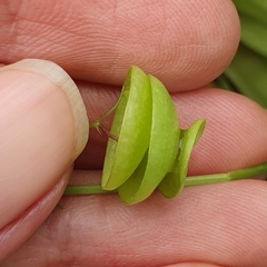 Medicago orbicularis