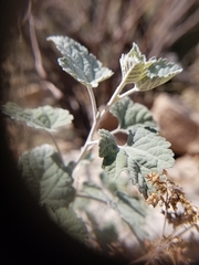 Ambrosia cordifolia