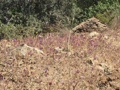 Monardella douglasii