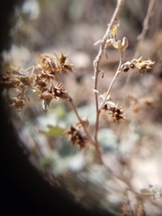 Ambrosia cordifolia