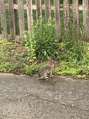 Sylvilagus floridanus