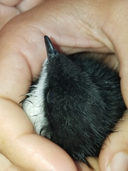 Synthliboramphus scrippsi