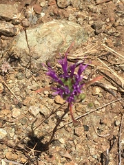 Monardella douglasii