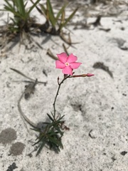 Mandevilla tenuifolia