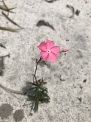Mandevilla tenuifolia