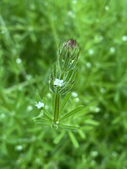 Galium aparine