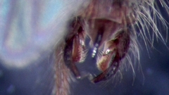 Chironomus annularius