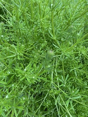 Galium aparine