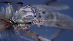 Chironomus annularius