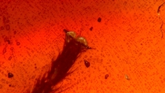 Chironomus annularius