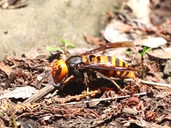 Vespa mandarinia japonica