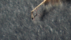 Chironomus annularius