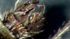 Chironomus annularius