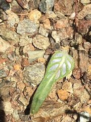 Monardella douglasii