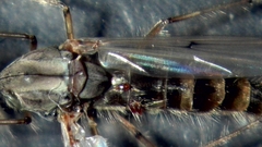 Chironomus annularius