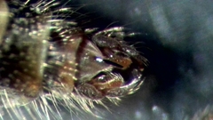 Chironomus annularius