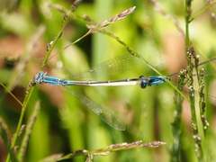 Aciagrion migratum