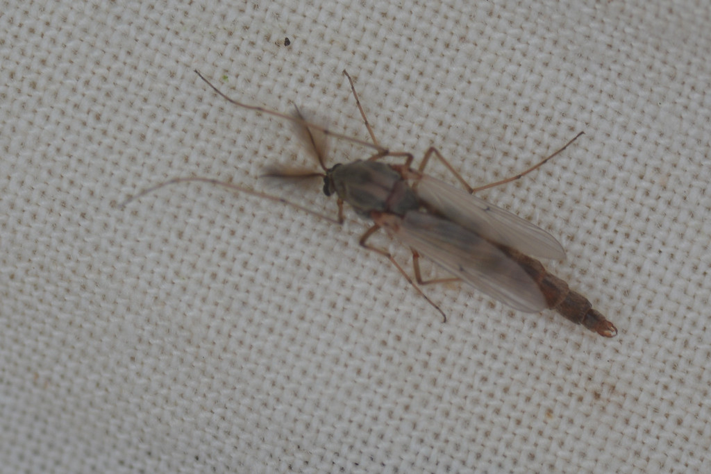 Chironomus annularius