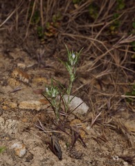 Eriastrum ertterae