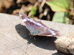 Kaniska canace nojaponicum