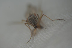 Chironomus annularius