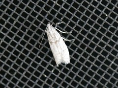 Myelopsis alatella
