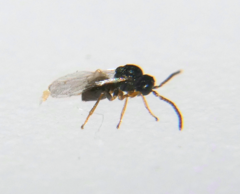 Callirhytis myrtifoliae