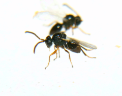 Callirhytis myrtifoliae