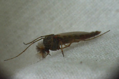 Chironomus annularius