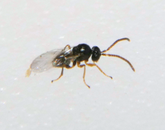 Callirhytis myrtifoliae