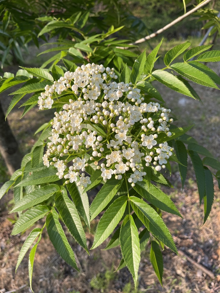 Japanese rowan (Sorbus commixta)