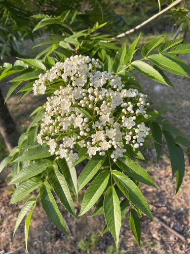 Japanese rowan (Sorbus commixta)