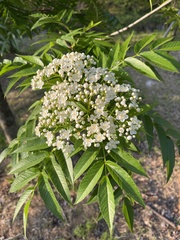 Sorbus commixta