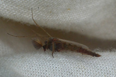 Chironomus annularius
