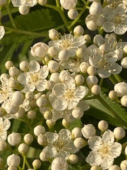 Sorbus commixta