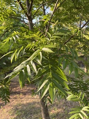 Sorbus commixta