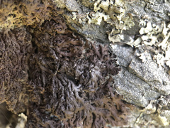 Anaptychia runcinata