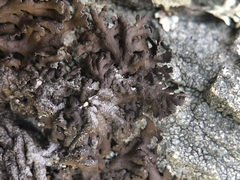 Anaptychia runcinata