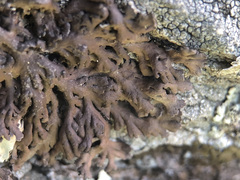 Anaptychia runcinata