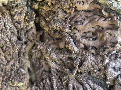 Anaptychia runcinata