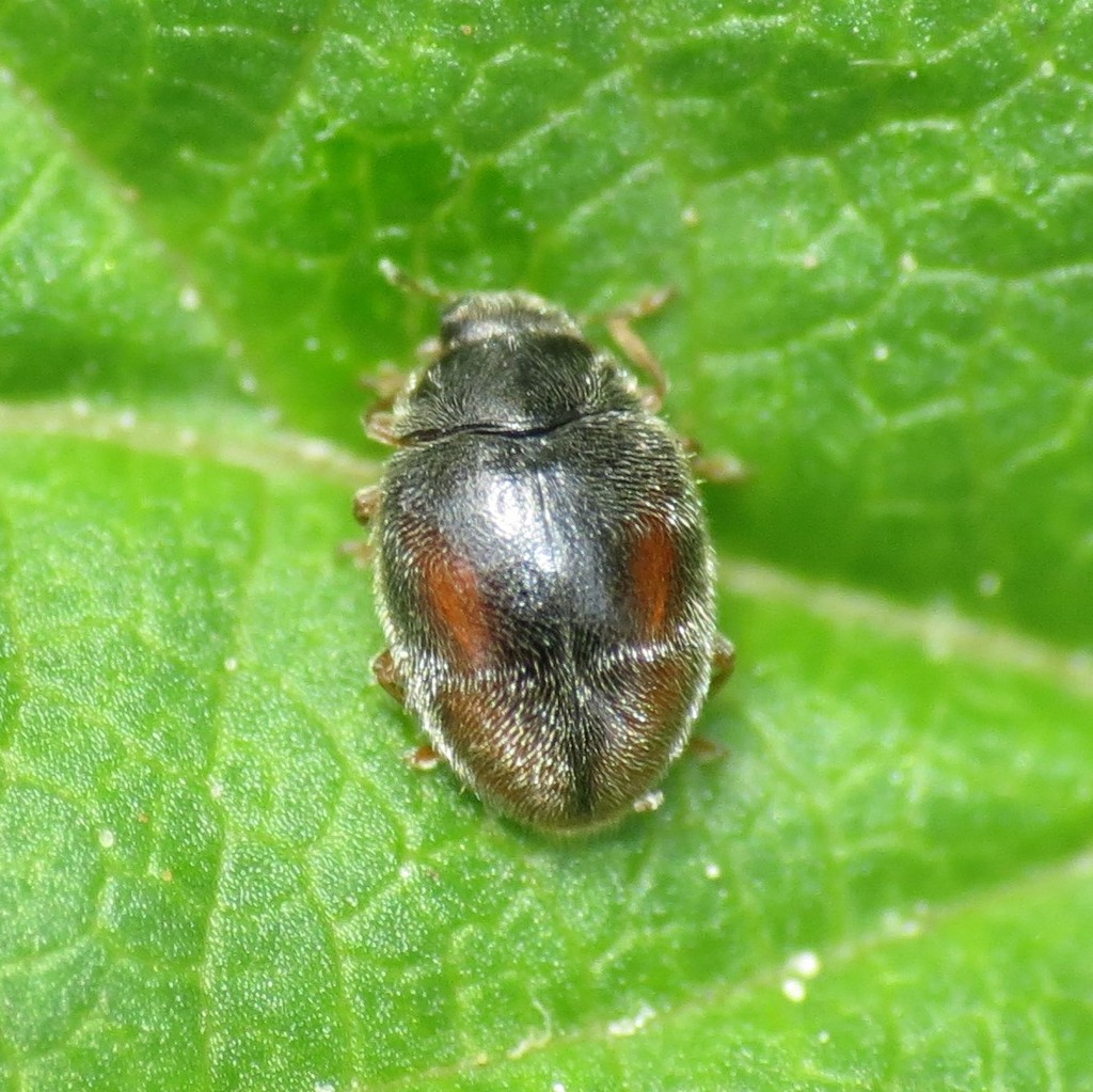 Nephus georgei