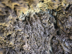 Anaptychia runcinata
