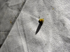 Paraneda viridescens