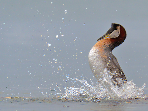 Red-necked Grebe