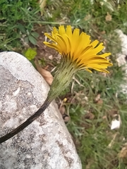 Scorzoneroides cichoriacea