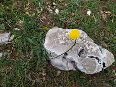 Scorzoneroides cichoriacea