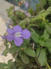 Streptocarpus saxorum